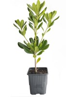 pitosporum tobira planta84